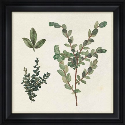 Framed Victorian Garden Chart II Print