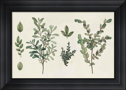 Framed Victorian Garden Chart I Print