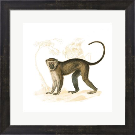Framed Golden Monkey Print