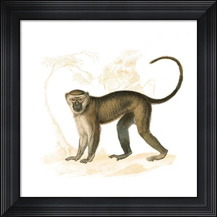 Framed Golden Monkey Print