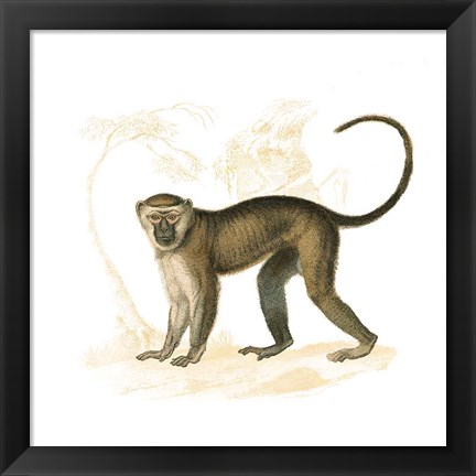 Framed Golden Monkey Print