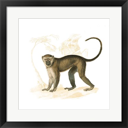 Framed Golden Monkey Print