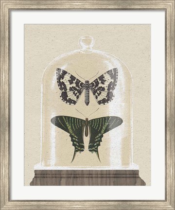 Framed Cottage Butterflies II Print