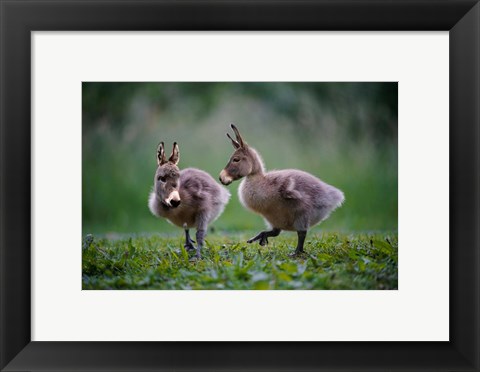 Framed Donkey Ducklings Print