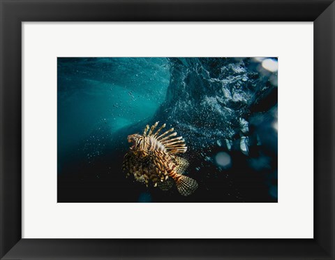 Framed Tigerfish Print