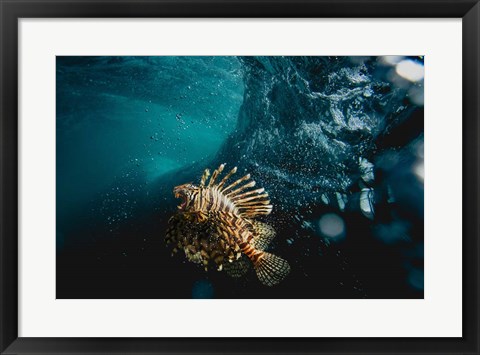 Framed Tigerfish Print