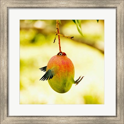 Framed Mangobird Print