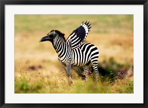 Framed Zebra Zaaven Print
