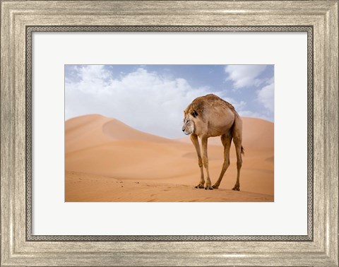 Framed Camelion Print
