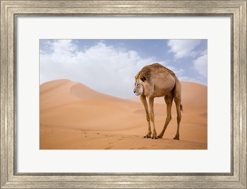 Framed Camelion Print