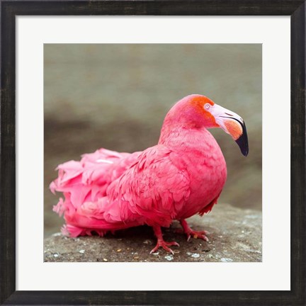 Framed Short neck flamingo Print