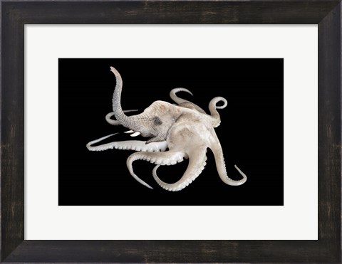 Framed Octophant Print
