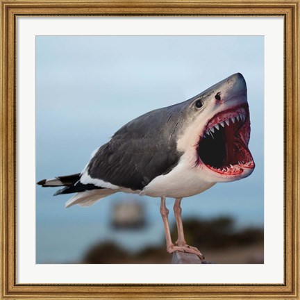 Framed Sharkgull Print