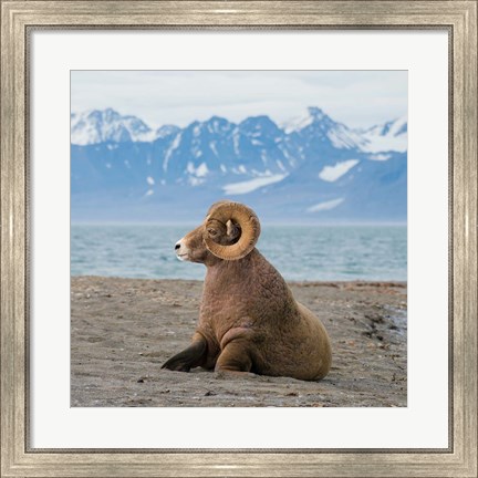 Framed Big Horn Walrus Print