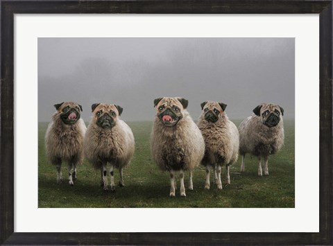 Framed Sheepugs Print