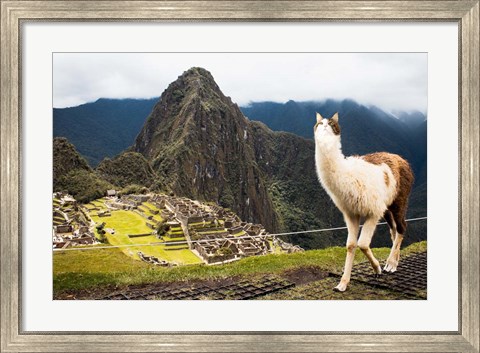Framed Alpacat Print
