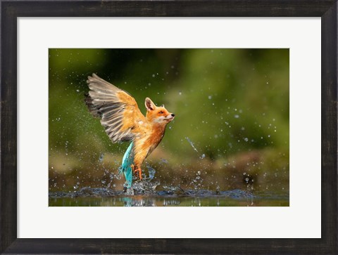 Framed Kingfisher Print