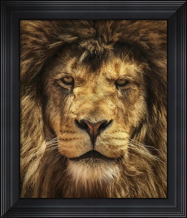Framed Lion King Print
