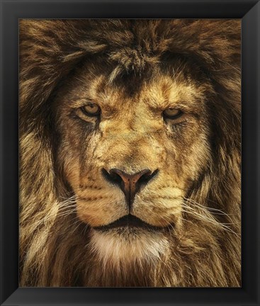 Framed Lion King Print