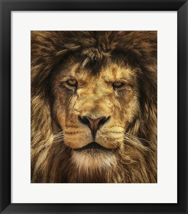 Framed Lion King Print