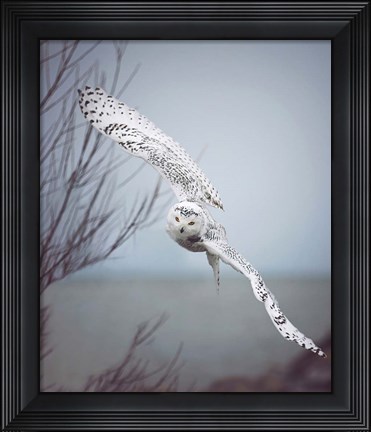 Framed Snowy Owl In Flight Print