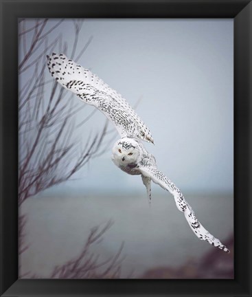 Framed Snowy Owl In Flight Print