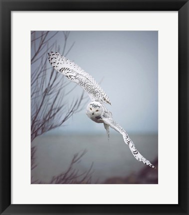 Framed Snowy Owl In Flight Print