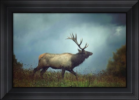 Framed Elk Print