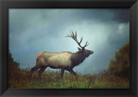 Framed Elk Print