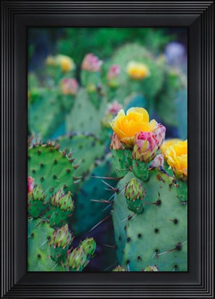 Framed Spring Cacti No. 1 Print