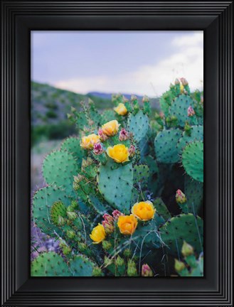 Framed Spring Cacti No. 2 Print