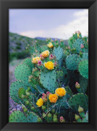 Framed Spring Cacti No. 2 Print