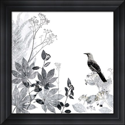 Framed Thoughtful Wattlebird Print