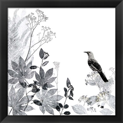 Framed Thoughtful Wattlebird Print