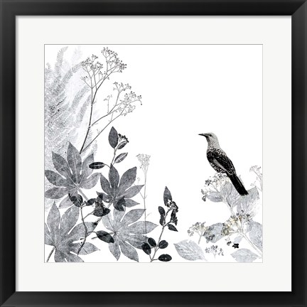 Framed Thoughtful Wattlebird Print
