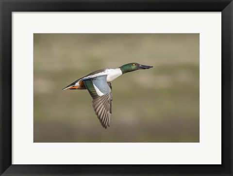 Framed Going up Print
