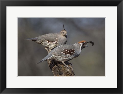 Framed Honey, You go First Print