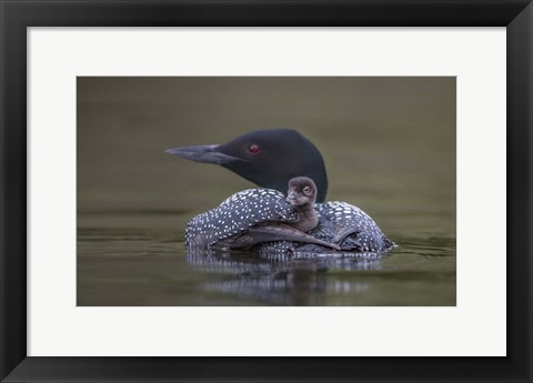Framed Back Seat Print