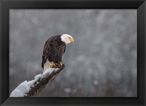 Framed Snow on the Skagit Print