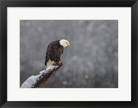 Framed Snow on the Skagit Print