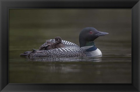 Framed Along for the Ride Print