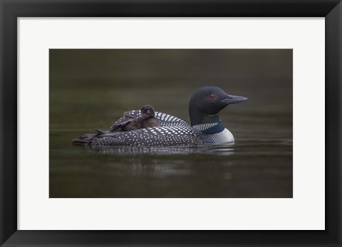 Framed Along for the Ride Print