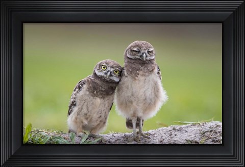 Framed Friends Print