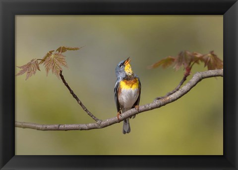 Framed Parula on Stage Print