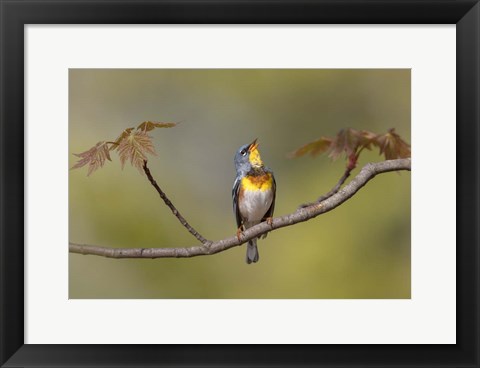 Framed Parula on Stage Print