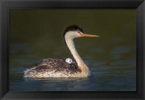 Framed Front Seat View Print