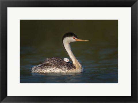 Framed Front Seat View Print