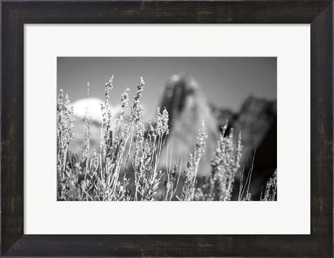 Framed Canyon Sagebrush Print
