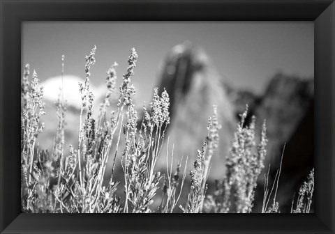 Framed Canyon Sagebrush Print