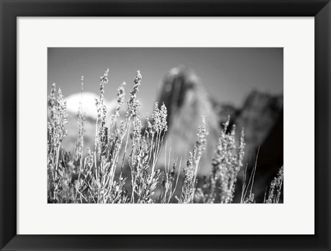 Framed Canyon Sagebrush Print